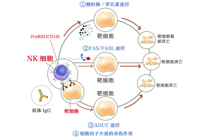 应对新冠病毒，NK细胞帮你度过难关