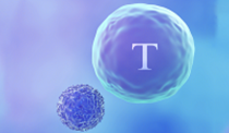尊凯实业官网ActSep™CD3/CD28分选激活磁珠加速国产替代