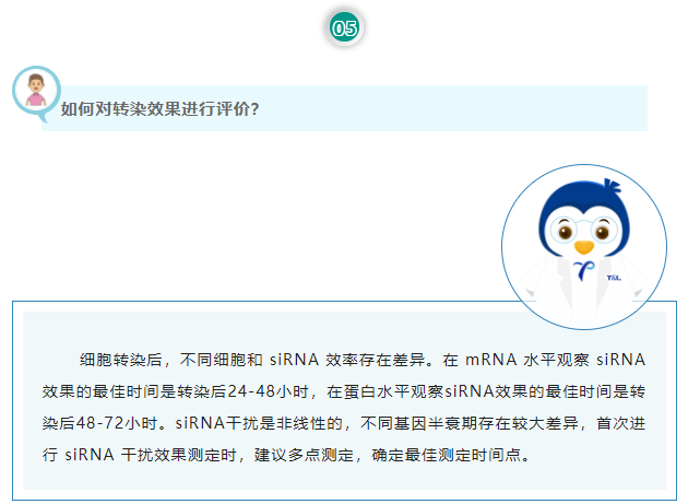 如何对转染效果进行评价？细胞转染后，不同细胞和 siRNA 效率存在差异。在 mRNA 水平观察 siRNA 效果的最佳时间是转染后24-48小时，在蛋白水平观察siRNA效果的最佳时间是转染后48-72小时。siRNA干扰是非线性的，不同基因半衰期存在较大差异，首次进行 siRNA 干扰效果测定时，建议多点测定，确定最佳测定时间点。