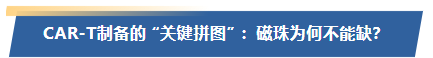 CAR-T制备的 “关键拼图” ：磁珠为何不能缺？